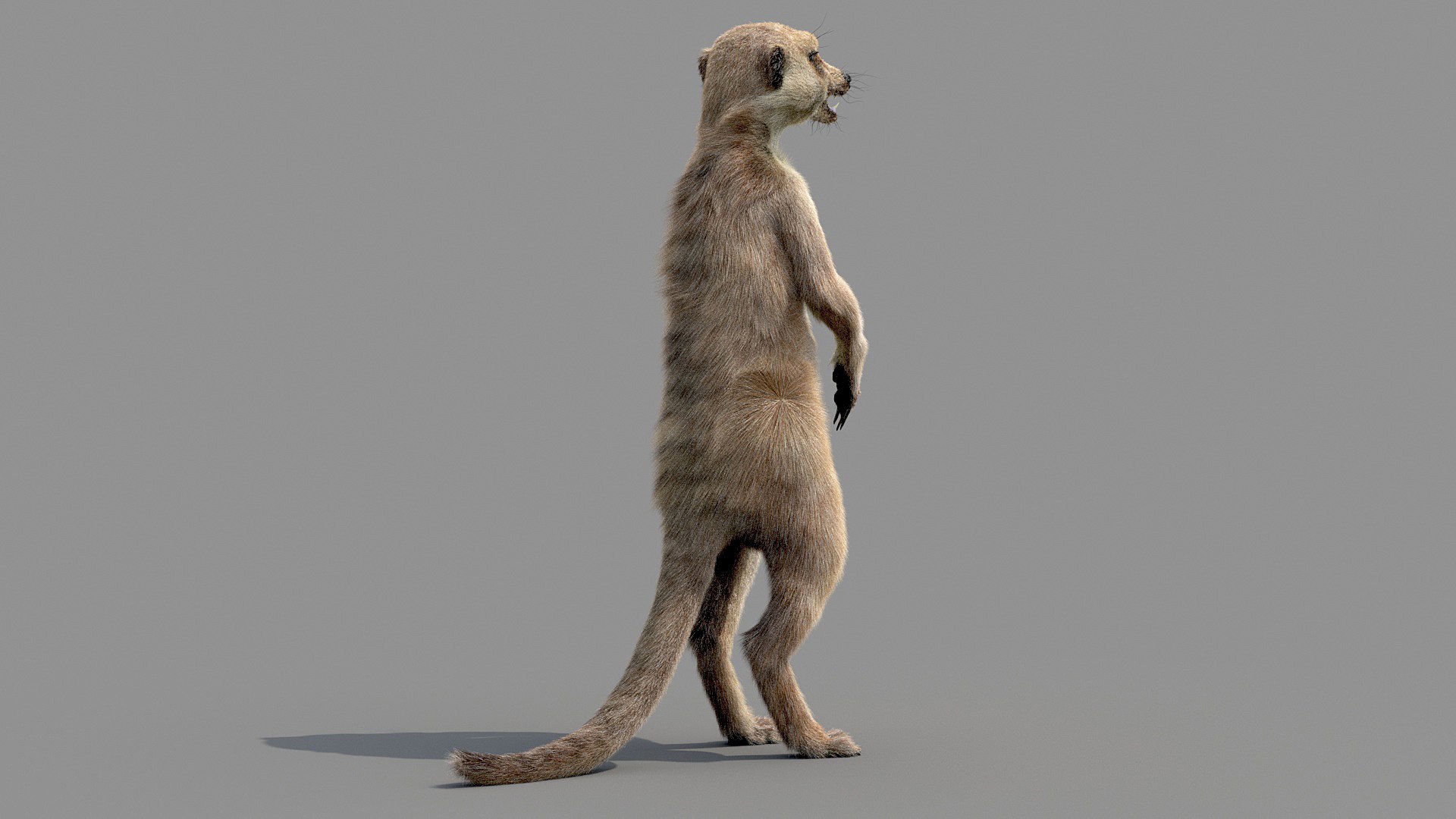 Meerkat Realistic 3D - TurboSquid 1516918