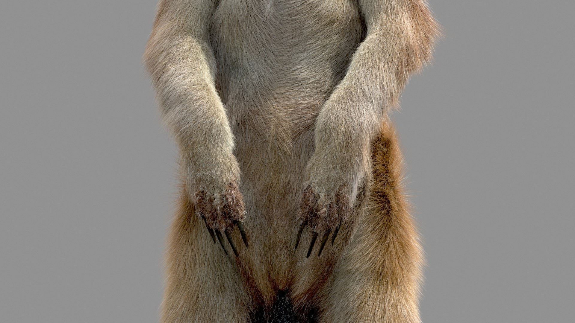 Meerkat Realistic 3D - TurboSquid 1516918