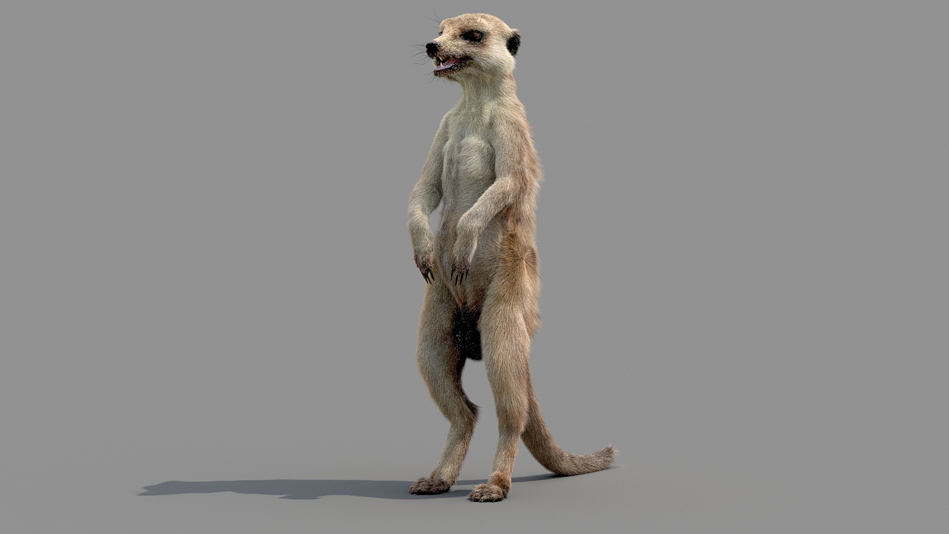 Meerkat Realistic 3D - TurboSquid 1516918