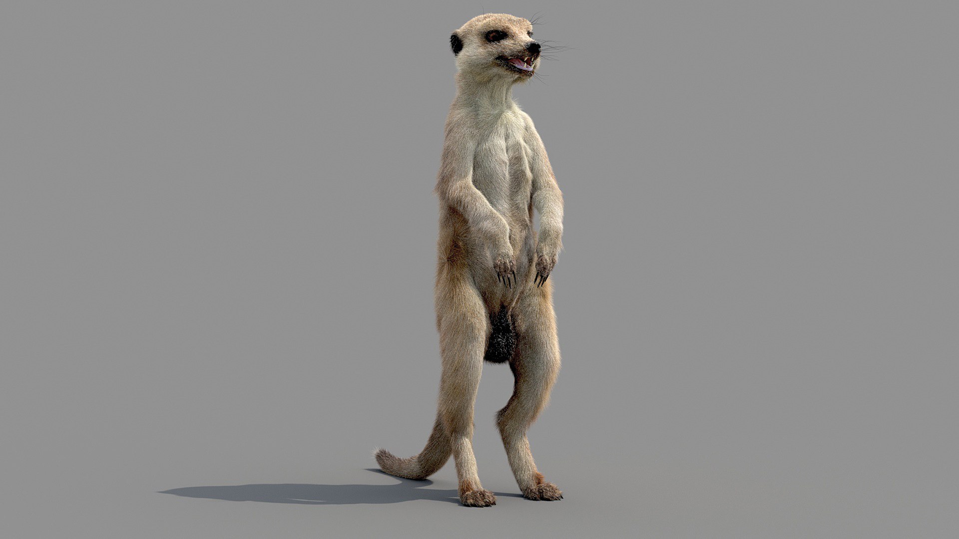 Meerkat Realistic 3D - TurboSquid 1516918