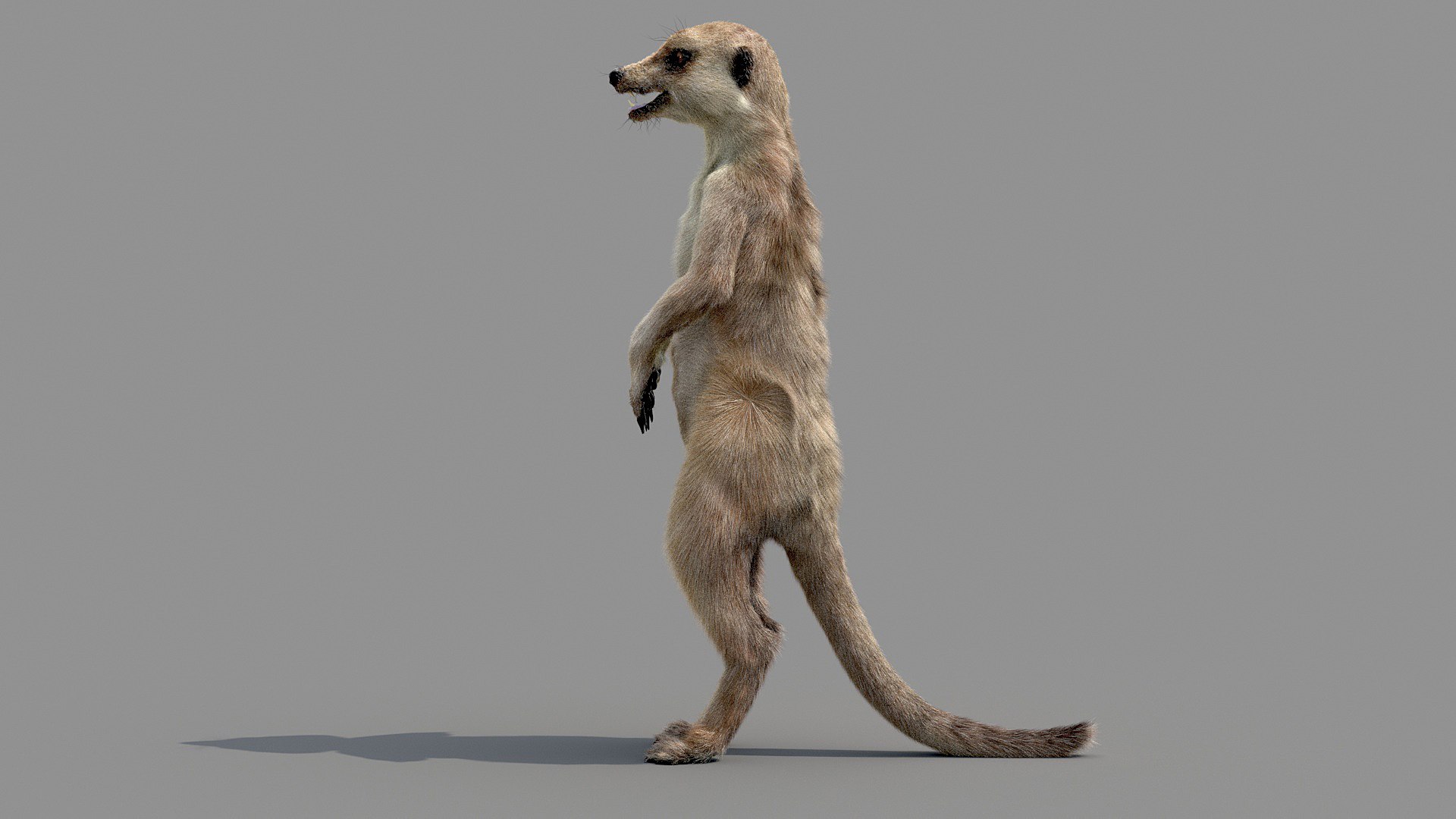 Meerkat Realistic 3D - TurboSquid 1516918