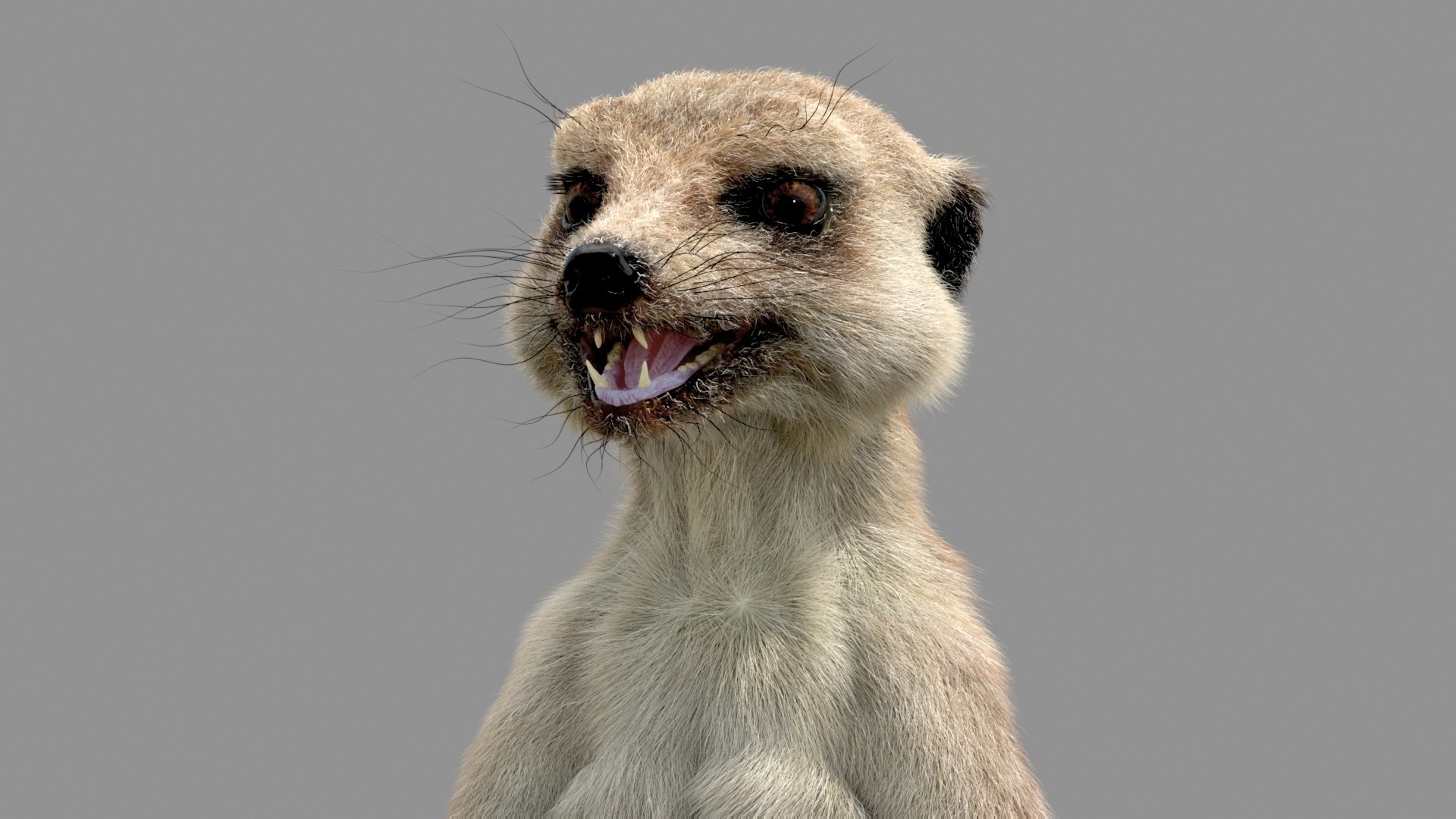 Meerkat Realistic 3D - TurboSquid 1516918