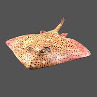 Skate Fish