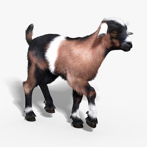 3d model baby goat fur rigged