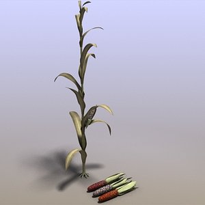 Indian Corn