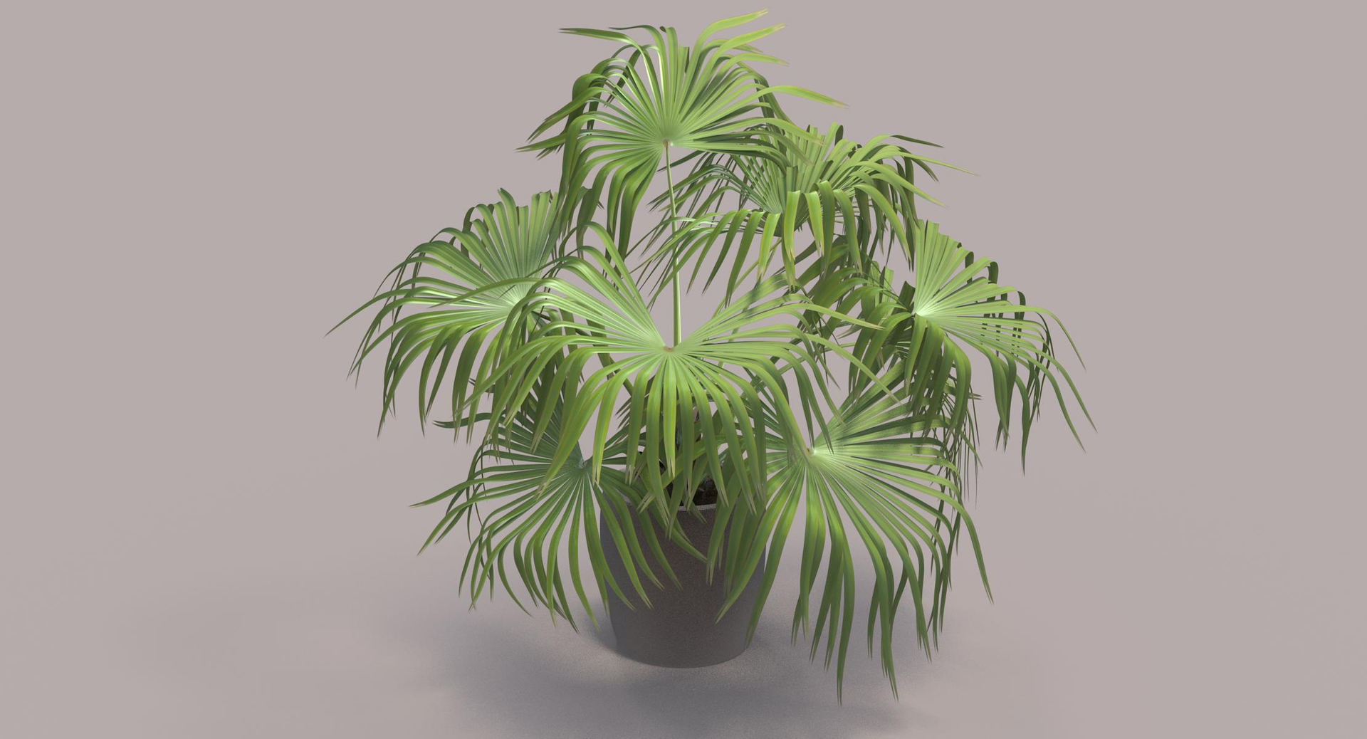 3D chinese fan palm model https://p.turbosquid.com/ts-thumb/rp/pFLwMD/62n3hsMU/chinese_fan_palm_tt2/jpg/1527260205/1920x1080/turn_fit_q99/79947ee26f911c68a498a26ee935c19c44598361/chinese_fan_palm_tt2-1.jpg