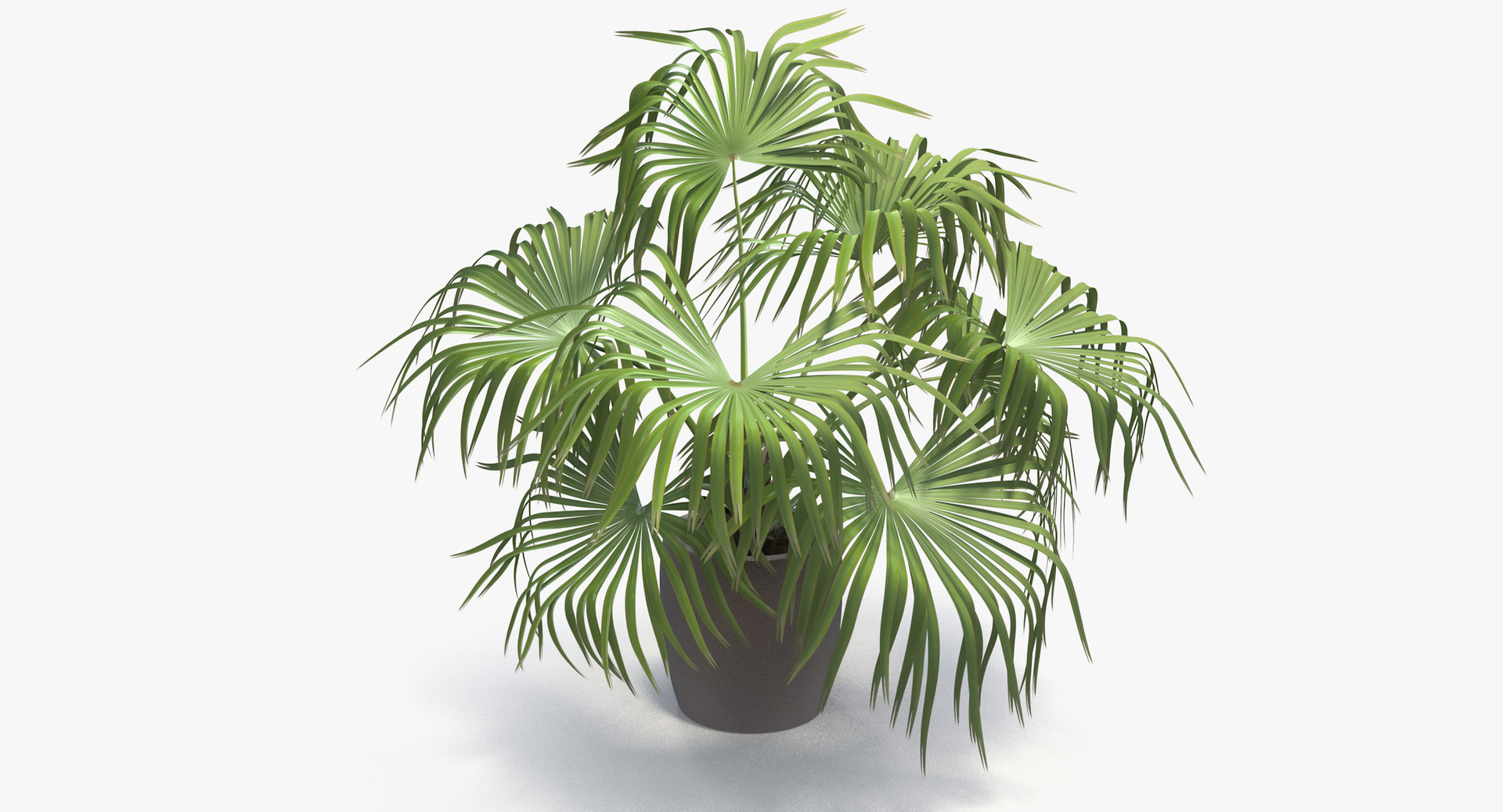 3D chinese fan palm model https://p.turbosquid.com/ts-thumb/rp/pFLwMD/8AD4J5UB/chinese_fan_palm_tt1/jpg/1527260191/1920x1080/turn_fit_q99/2ce015f37a704ab3fdf16487724f253126d9ce4f/chinese_fan_palm_tt1-1.jpg