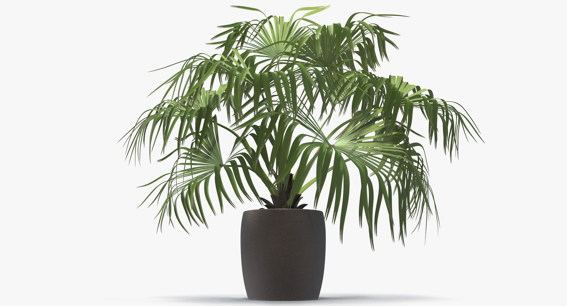 3D chinese fan palm model https://p.turbosquid.com/ts-thumb/rp/pFLwMD/8bHNi2QG/chinese_fan_palm_021_blank_bg/jpg/1527258777/1920x1080/fit_q87/2448951e8671812f13cca6fd05dcec886dfac075/chinese_fan_palm_021_blank_bg.jpg