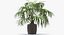 Chinese Fan Palm In Pot (1)