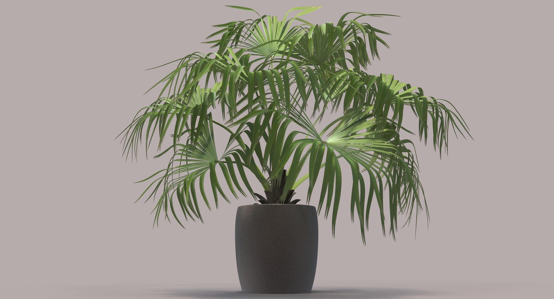 3D chinese fan palm model https://p.turbosquid.com/ts-thumb/rp/pFLwMD/EfSJxosL/chinese_fan_palm_022_color_bg/jpg/1527258777/1920x1080/fit_q87/8d1d19bdf45a7ccee1bd06f235a96ab824f07fd8/chinese_fan_palm_022_color_bg.jpg