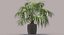 Chinese Fan Palm In Pot (1)