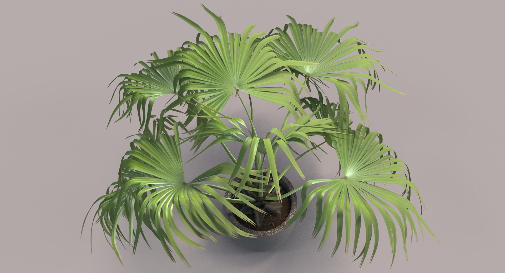 3D chinese fan palm model https://p.turbosquid.com/ts-thumb/rp/pFLwMD/Fr2CTx2J/chinese_fan_palm_082_color_bg/jpg/1527258778/1920x1080/fit_q87/d3886d7680a6bcbe64947f3b44271363c2db6e8a/chinese_fan_palm_082_color_bg.jpg