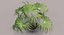 Chinese Fan Palm In Pot (1)