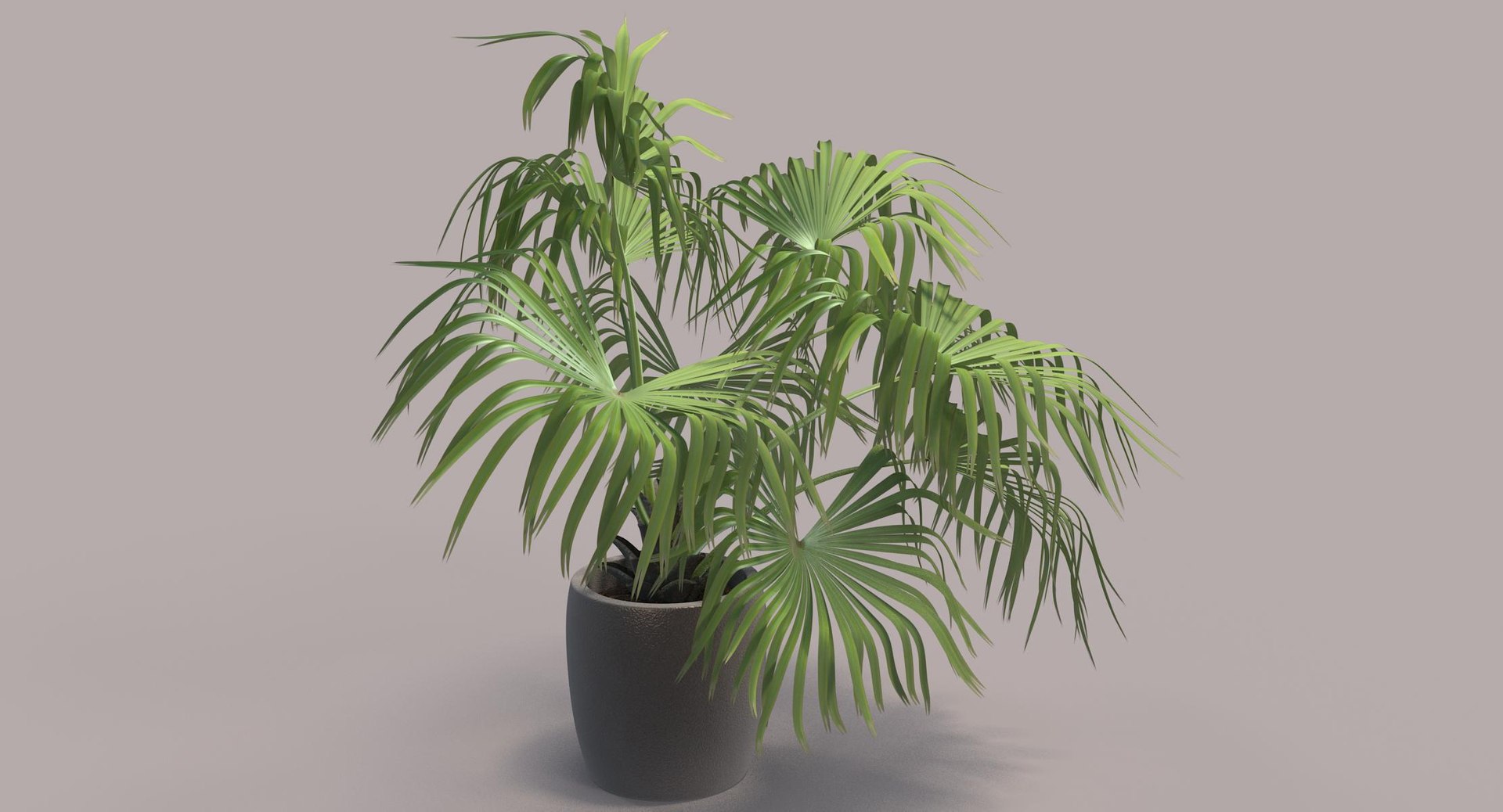 3D chinese fan palm model https://p.turbosquid.com/ts-thumb/rp/pFLwMD/G7ndMjpp/chinese_fan_palm_042_color_bg/jpg/1527258777/1920x1080/fit_q87/777874d0c357e813bbb3f2f198c6d30513e3b15a/chinese_fan_palm_042_color_bg.jpg