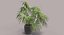 Chinese Fan Palm In Pot (1)