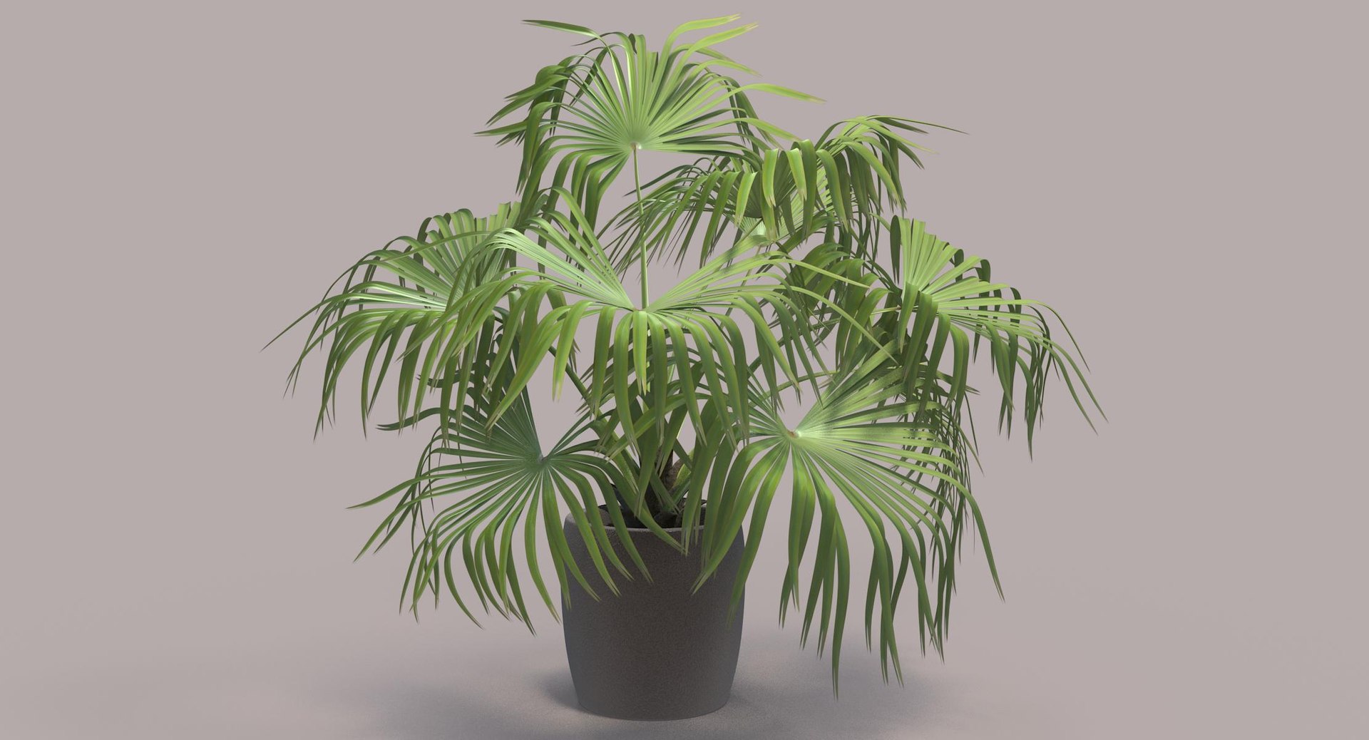 3D chinese fan palm model https://p.turbosquid.com/ts-thumb/rp/pFLwMD/LBHmtrBp/chinese_fan_palm_002_color_bg/jpg/1527258777/1920x1080/fit_q87/21ee3c19c15d8a39169ac21c72b4dcdeb5c072be/chinese_fan_palm_002_color_bg.jpg
