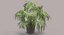 Chinese Fan Palm In Pot (1)