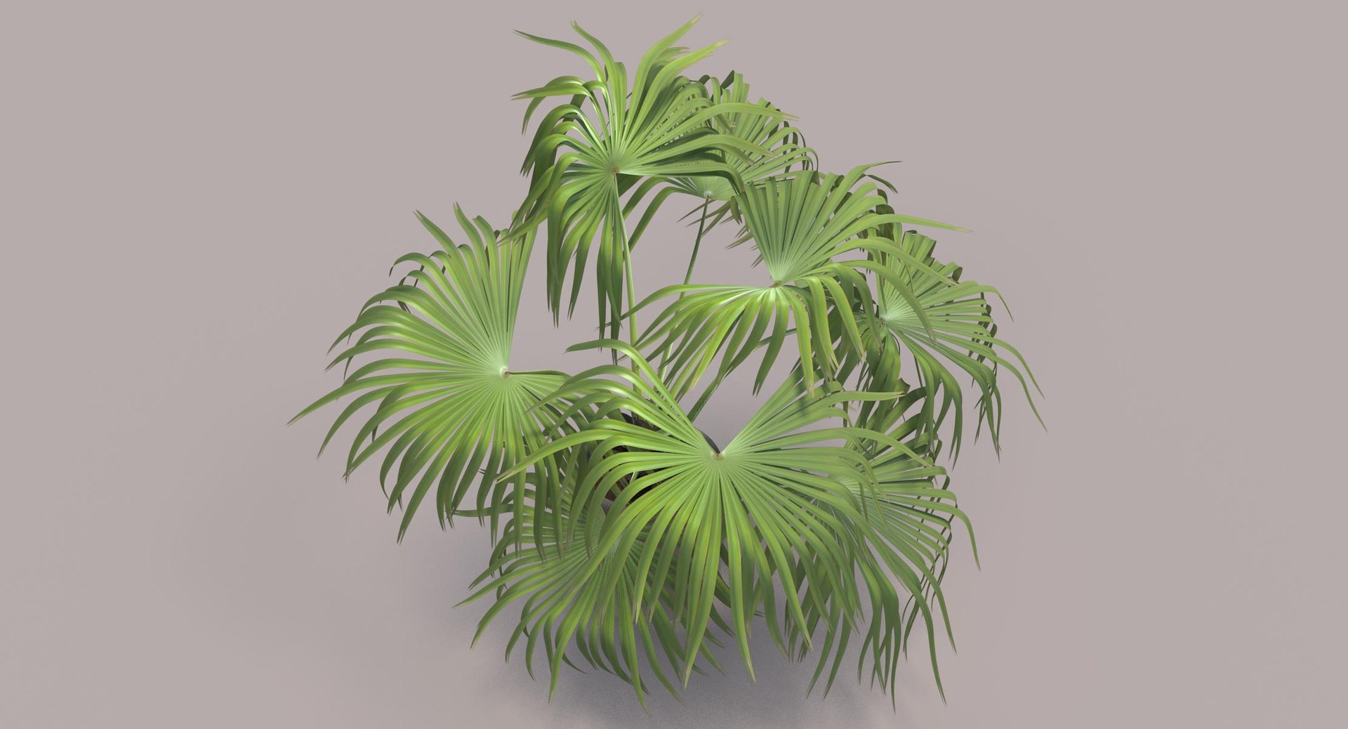 3D chinese fan palm model https://p.turbosquid.com/ts-thumb/rp/pFLwMD/OgBxH3Hq/chinese_fan_palm_062_color_bg/jpg/1527258778/1920x1080/fit_q87/996ba4db0e9f156bfdbaae51ea41f52dd15b76b1/chinese_fan_palm_062_color_bg.jpg