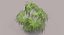 Chinese Fan Palm In Pot (1)