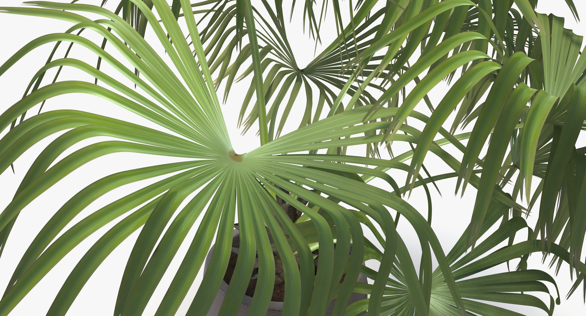3D chinese fan palm model https://p.turbosquid.com/ts-thumb/rp/pFLwMD/QNxQaYBp/chinese_fan_palm_051_blank_bg/jpg/1527258777/1920x1080/fit_q87/1d88192ce546279923fb0927c9d9229b1e492d5a/chinese_fan_palm_051_blank_bg.jpg