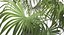 Chinese Fan Palm In Pot (1)