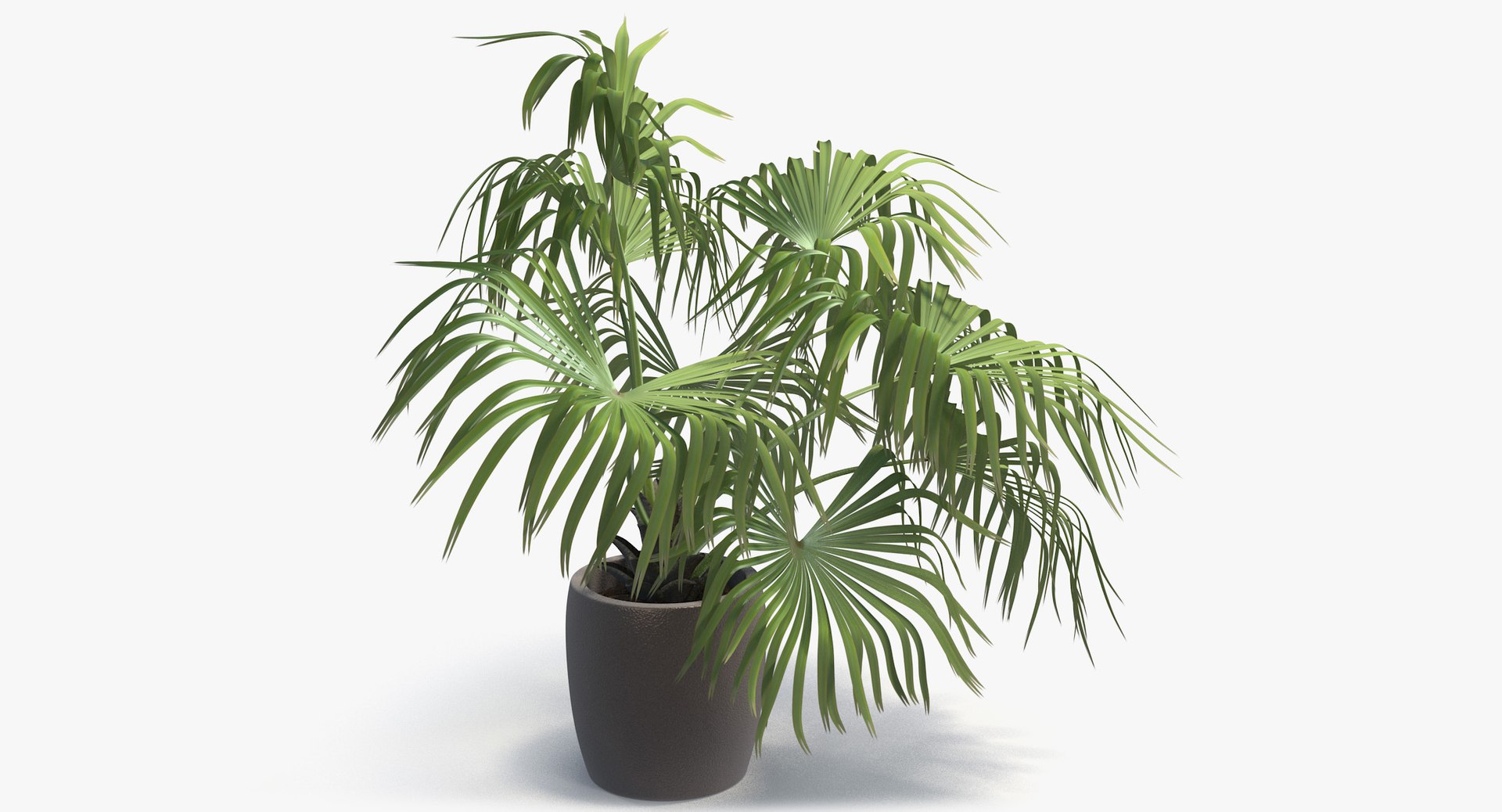 3D chinese fan palm model https://p.turbosquid.com/ts-thumb/rp/pFLwMD/SgwSB4kq/chinese_fan_palm_041_blank_bg/jpg/1527258777/1920x1080/fit_q87/b5af5badb0cae16b0ee0b39711249208655cfb5b/chinese_fan_palm_041_blank_bg.jpg
