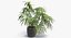 Chinese Fan Palm In Pot (1)
