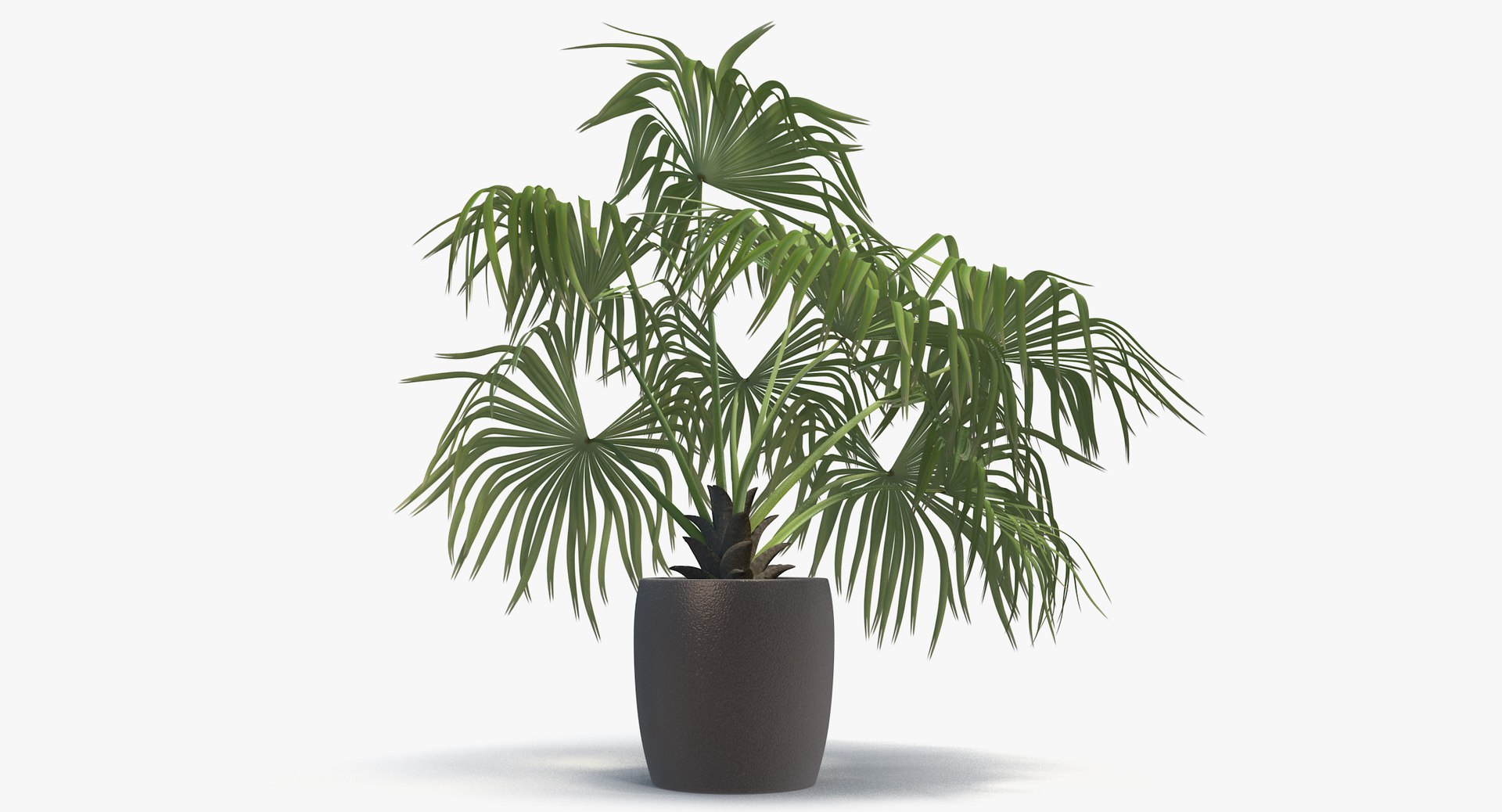 3D chinese fan palm model https://p.turbosquid.com/ts-thumb/rp/pFLwMD/WKCHsbGn/chinese_fan_palm_091_blank_bg/jpg/1527258778/1920x1080/fit_q87/ba02d783712e2228f53f4b5c438bdcf159dcd732/chinese_fan_palm_091_blank_bg.jpg