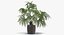 Chinese Fan Palm In Pot (1)