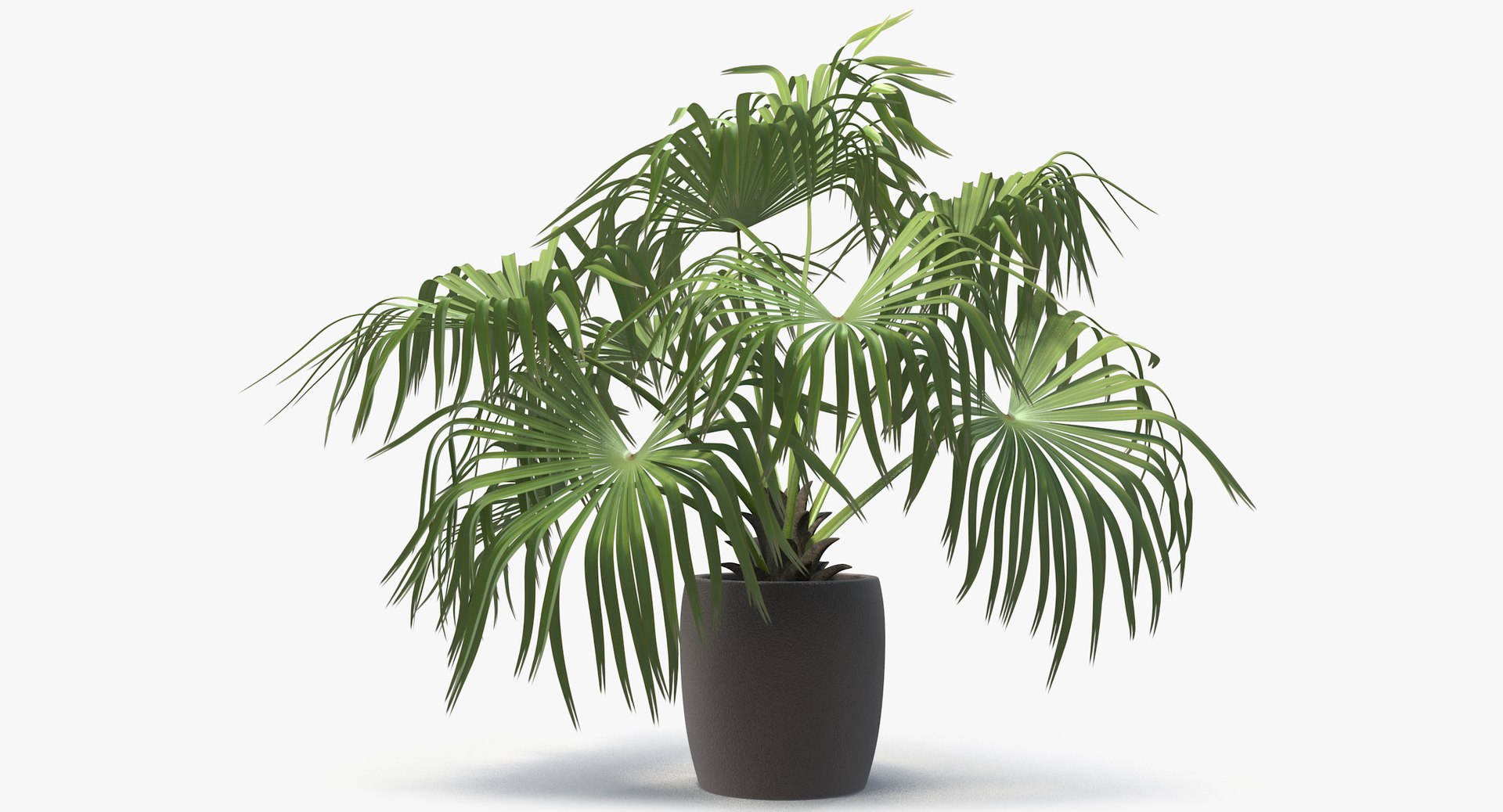 3D chinese fan palm model https://p.turbosquid.com/ts-thumb/rp/pFLwMD/b7srqrUC/chinese_fan_palm_011_blank_bg/jpg/1527258777/1920x1080/fit_q87/5219c9fed4a339e14a6e2b1ef664c335fcb5340f/chinese_fan_palm_011_blank_bg.jpg