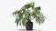 Chinese Fan Palm In Pot (1)