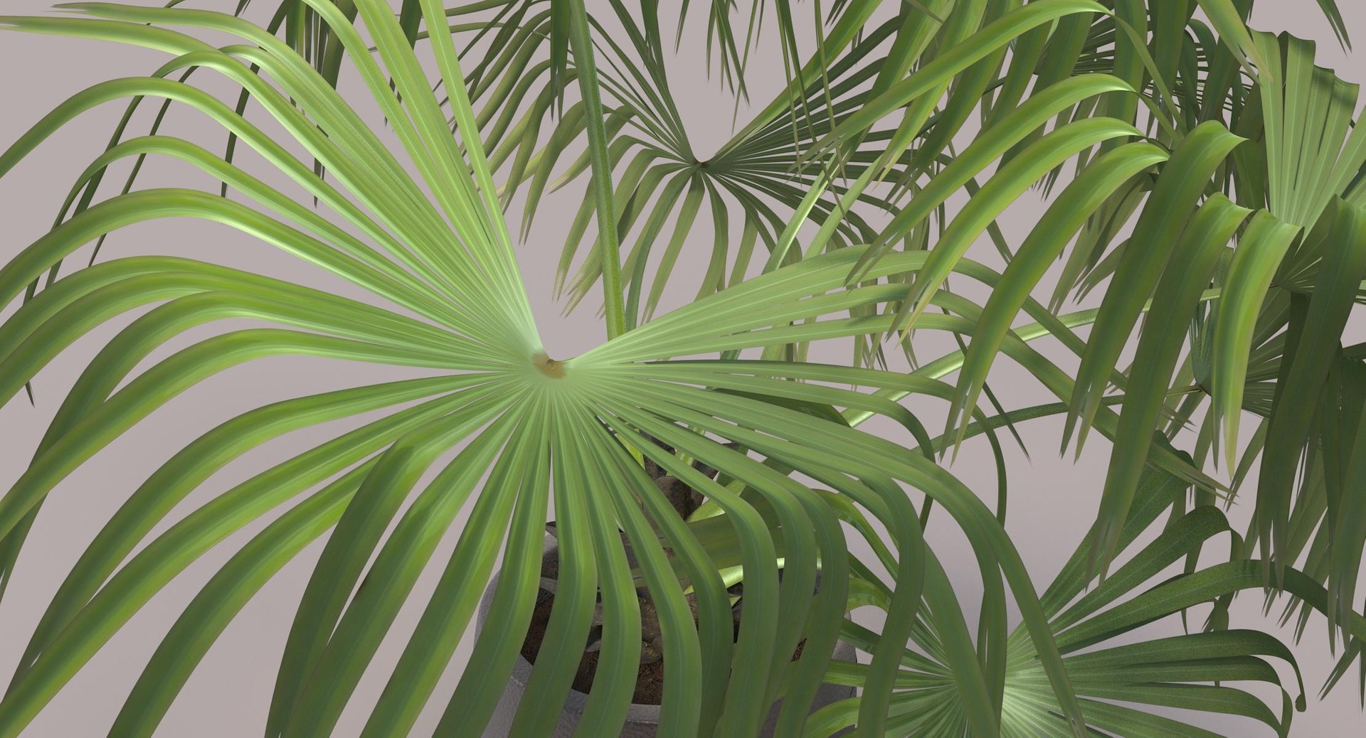 3D chinese fan palm model https://p.turbosquid.com/ts-thumb/rp/pFLwMD/bCJkNETN/chinese_fan_palm_052_color_bg/jpg/1527258777/1920x1080/fit_q87/bd67d6820a8bd3772559001991e7ddb831937567/chinese_fan_palm_052_color_bg.jpg