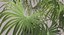 Chinese Fan Palm In Pot (1)
