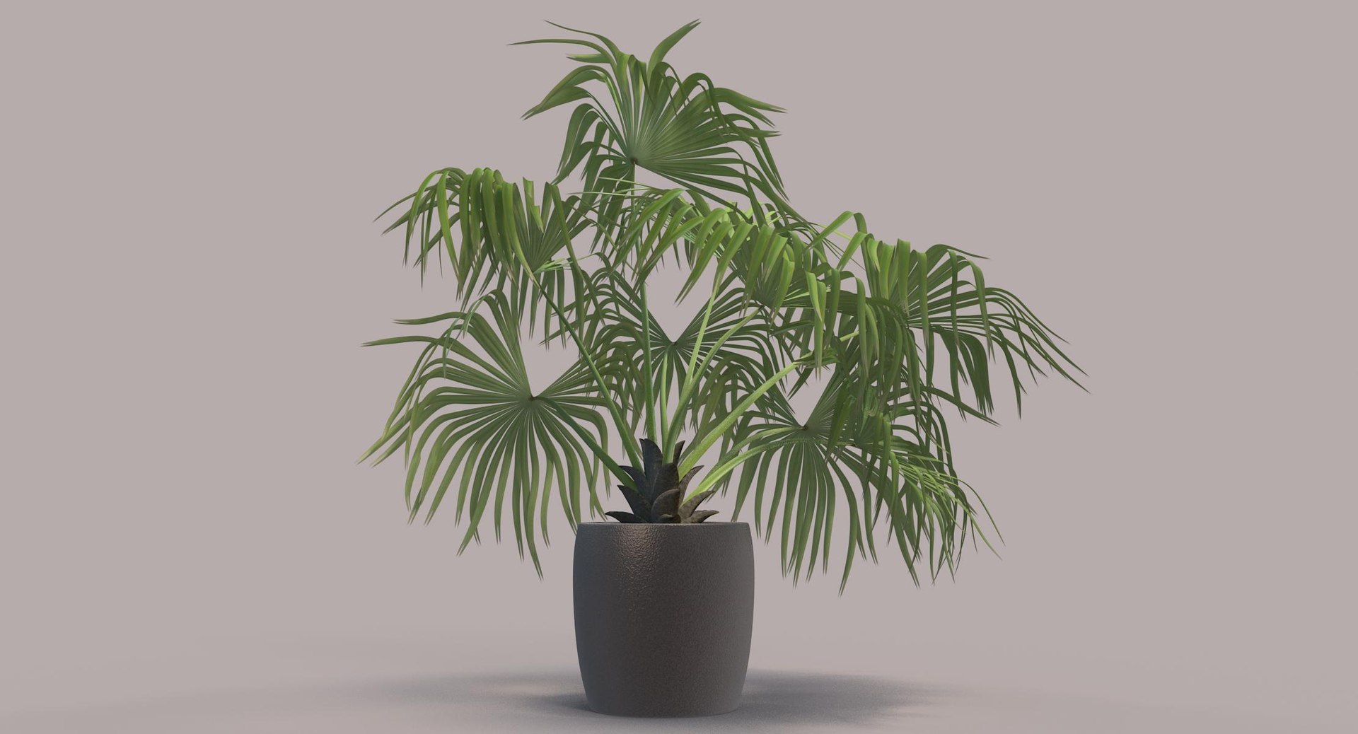 3D chinese fan palm model https://p.turbosquid.com/ts-thumb/rp/pFLwMD/boz5IF6G/chinese_fan_palm_092_color_bg/jpg/1527258778/1920x1080/fit_q87/1d299a8da63cab73c124013fbbf7aa691dfa338b/chinese_fan_palm_092_color_bg.jpg