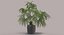 Chinese Fan Palm In Pot (1)