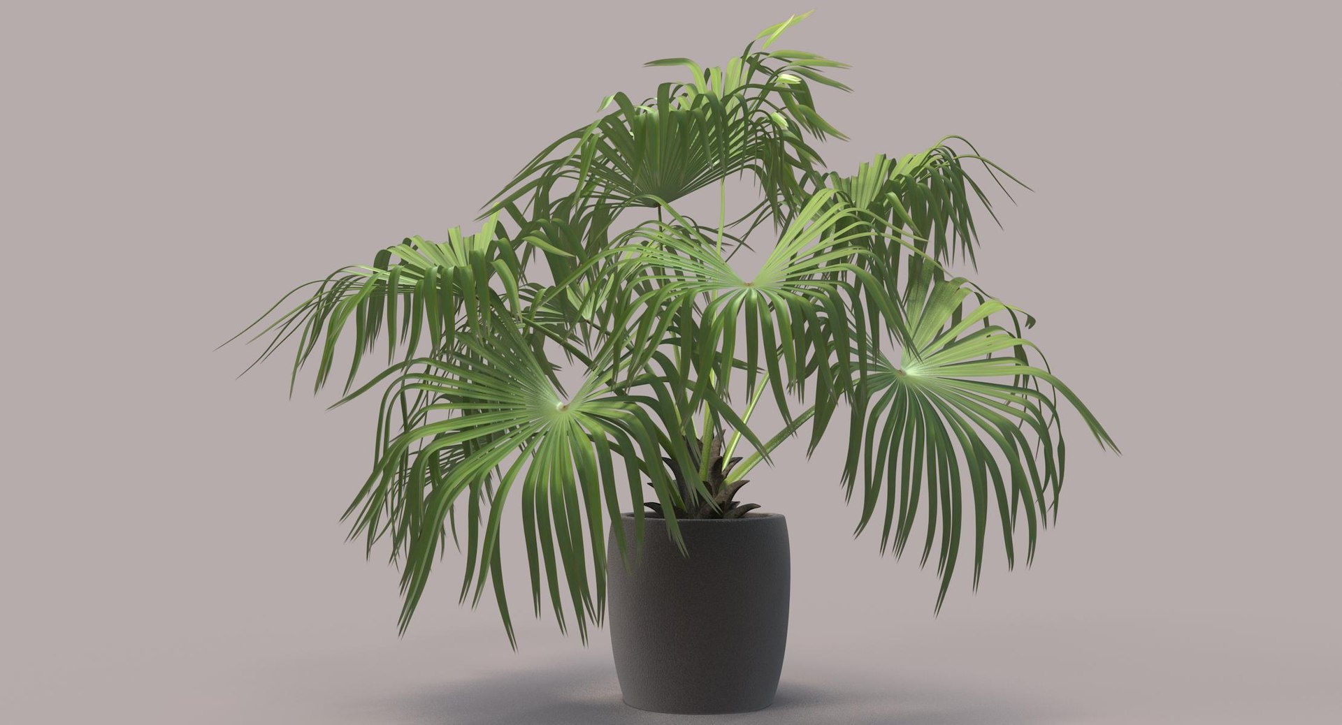 3D chinese fan palm model https://p.turbosquid.com/ts-thumb/rp/pFLwMD/fdCePTKX/chinese_fan_palm_012_color_bg/jpg/1527258777/1920x1080/fit_q87/8147c52c5062f89264e9d741cb93caa4328bf061/chinese_fan_palm_012_color_bg.jpg