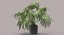 Chinese Fan Palm In Pot (1)