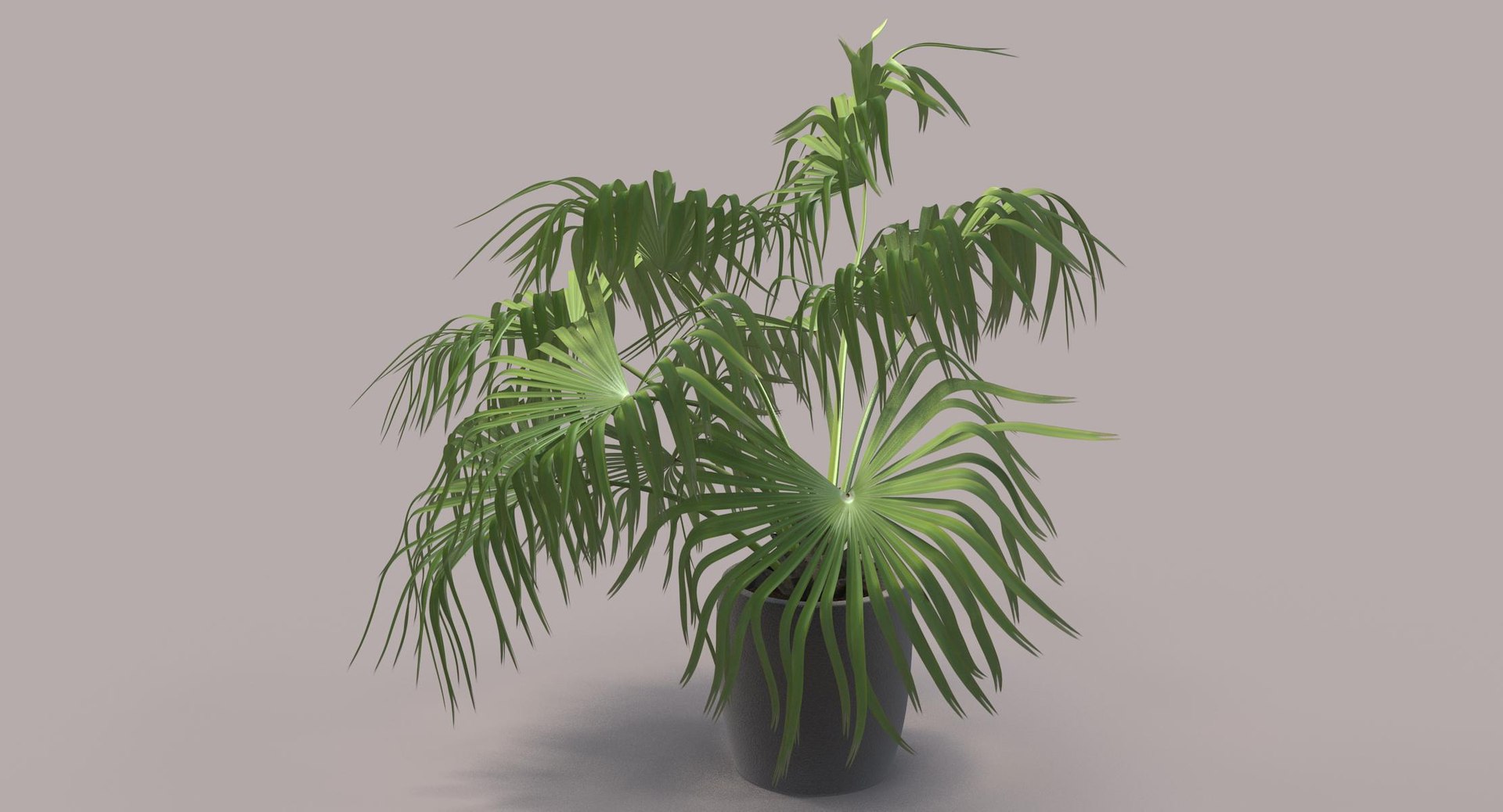 3D chinese fan palm model https://p.turbosquid.com/ts-thumb/rp/pFLwMD/k7DScHMy/chinese_fan_palm_032_color_bg/jpg/1527258777/1920x1080/fit_q87/64d70e6b79ccb36472d0c6442ee63dbb9eee80ce/chinese_fan_palm_032_color_bg.jpg