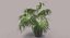 Chinese Fan Palm In Pot (1)
