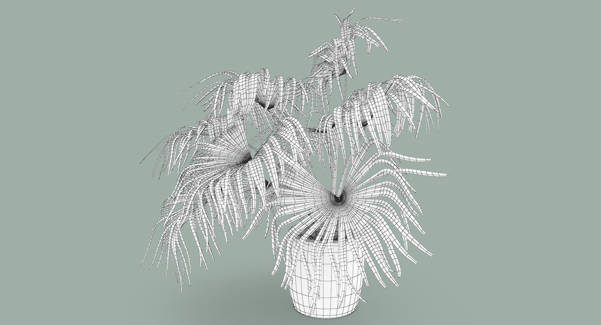 3D chinese fan palm model https://p.turbosquid.com/ts-thumb/rp/pFLwMD/khv5bSbU/chinese_fan_palm_033_wireframe/jpg/1527258777/1920x1080/fit_q87/ac59e9b388c68bcd078f21efcde9be7a9a13e885/chinese_fan_palm_033_wireframe.jpg