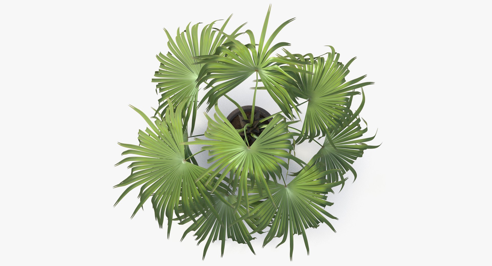 3D chinese fan palm model https://p.turbosquid.com/ts-thumb/rp/pFLwMD/lyYsvMdl/chinese_fan_palm_071_blank_bg/jpg/1527258778/1920x1080/fit_q87/a50d088d94e6821af625e6470a7c9d2197c32aa2/chinese_fan_palm_071_blank_bg.jpg