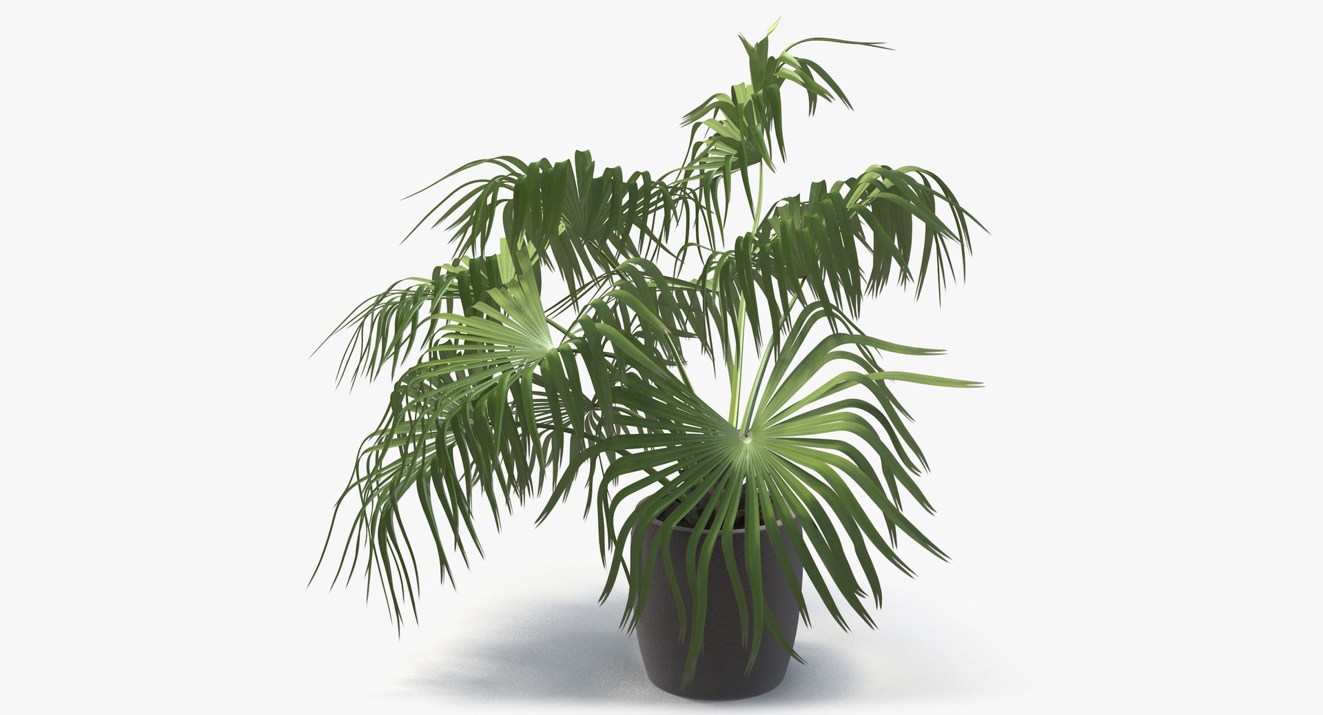 3D chinese fan palm model https://p.turbosquid.com/ts-thumb/rp/pFLwMD/ojW4tDvL/chinese_fan_palm_031_blank_bg/jpg/1527258777/1920x1080/fit_q87/3a8481665257df6ce42451604c29fe638432904a/chinese_fan_palm_031_blank_bg.jpg