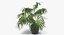 Chinese Fan Palm In Pot (1)