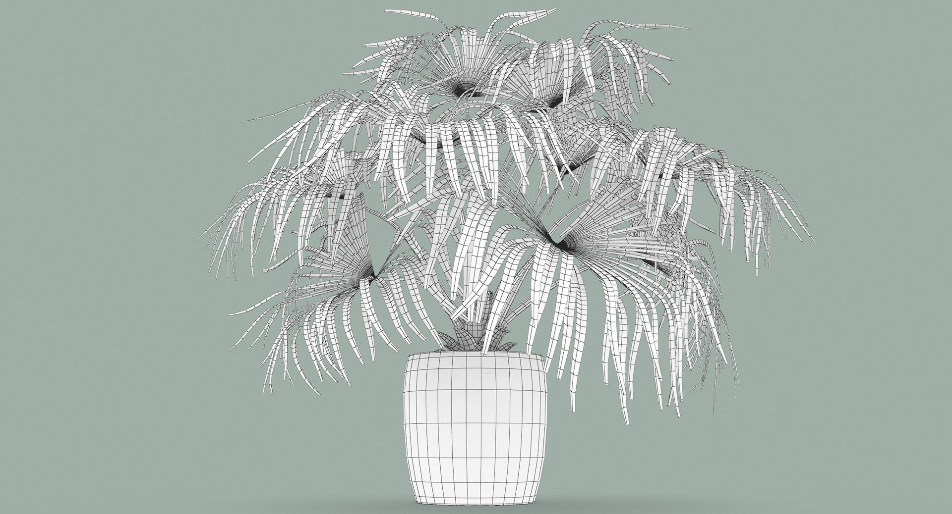 3D chinese fan palm model https://p.turbosquid.com/ts-thumb/rp/pFLwMD/qOidgUev/chinese_fan_palm_023_wireframe/jpg/1527258777/1920x1080/fit_q87/d5e1db39a674b3ff7a043edbcaaf066ed7376edd/chinese_fan_palm_023_wireframe.jpg