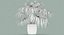 Chinese Fan Palm In Pot (1)