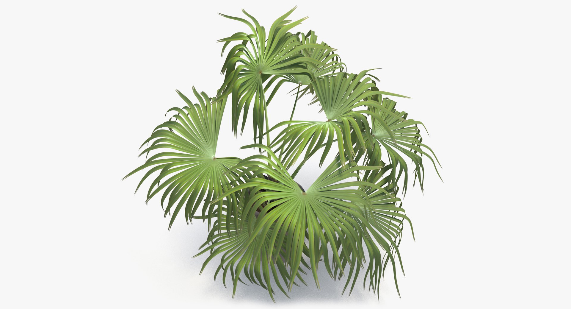 3D chinese fan palm model https://p.turbosquid.com/ts-thumb/rp/pFLwMD/vRXBNMf8/chinese_fan_palm_061_blank_bg/jpg/1527258778/1920x1080/fit_q87/ab0b7979657a2ced882fa8a15a1fcaeb67e09dff/chinese_fan_palm_061_blank_bg.jpg