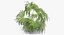 Chinese Fan Palm In Pot (1)