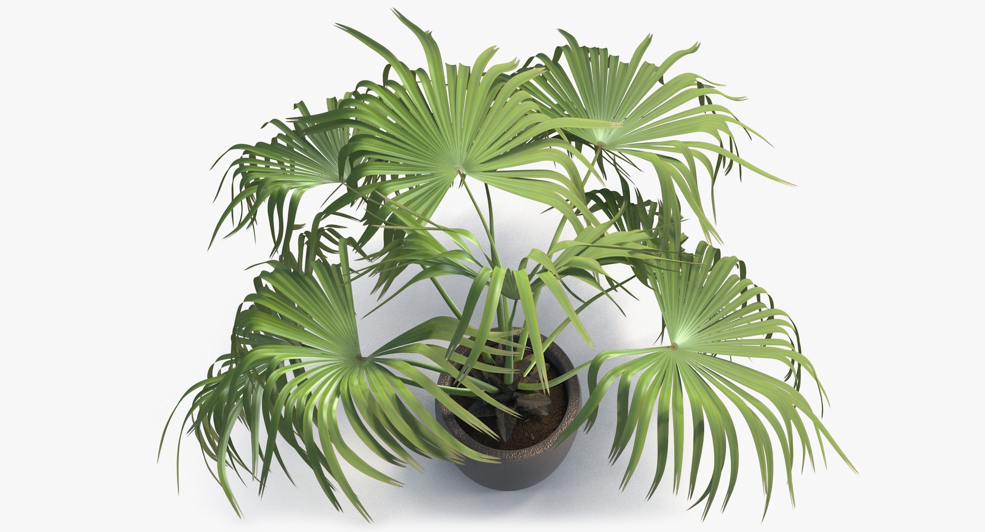 3D chinese fan palm model https://p.turbosquid.com/ts-thumb/rp/pFLwMD/vpaP6c96/chinese_fan_palm_081_blank_bg/jpg/1527258778/1920x1080/fit_q87/7a33eac2e8aebd36a855193ff5908386bcbd244a/chinese_fan_palm_081_blank_bg.jpg