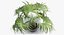 Chinese Fan Palm In Pot (1)