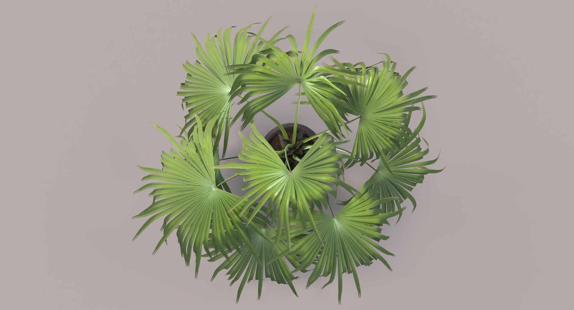 3D chinese fan palm model https://p.turbosquid.com/ts-thumb/rp/pFLwMD/xvUUfFax/chinese_fan_palm_072_color_bg/jpg/1527258778/1920x1080/fit_q87/e4214e08629792a577ff0bdcd3e9e965c52476a3/chinese_fan_palm_072_color_bg.jpg